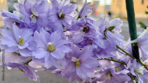 Macro shot of delicate light purple delphiniums