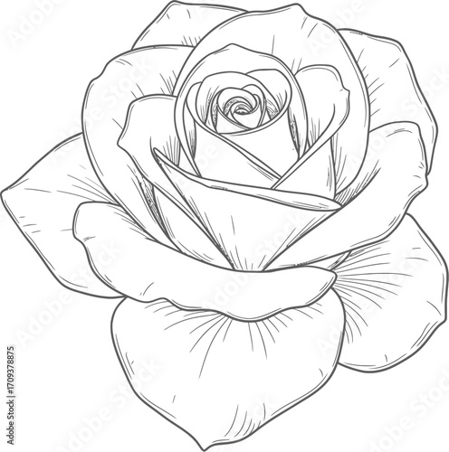 Detailed Black and White Sketch of a Single Rose Flower