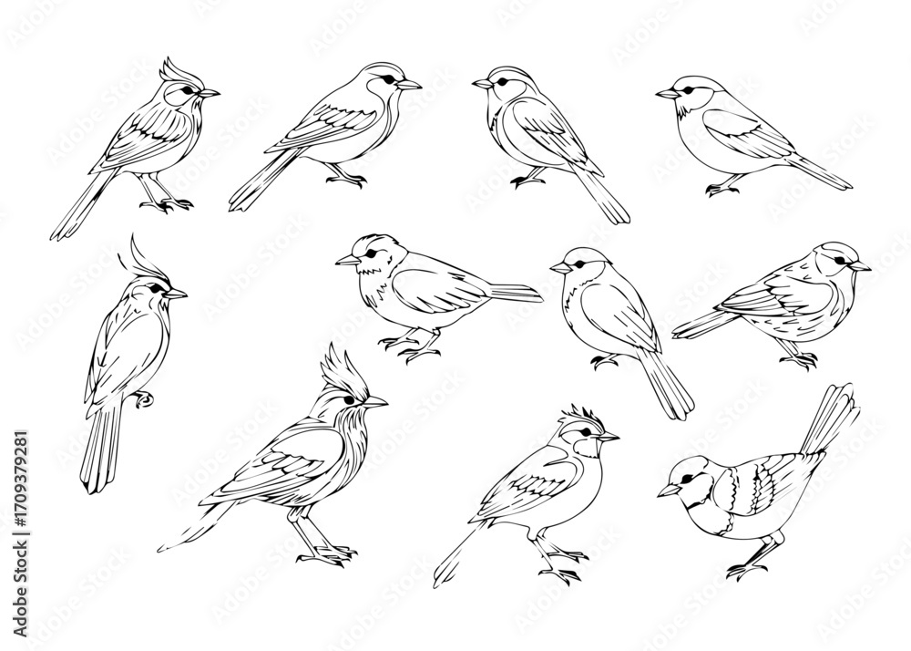 Fototapeta premium bird line art