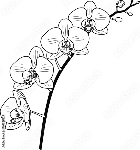 Elegant Orchid Flowers Branch Black and White Illustration