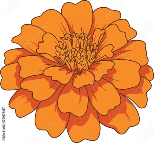 Vibrant Orange Marigold Flower Blossom with Delicate Petals