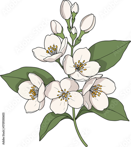Delicate White Jasmine Flower Blossom Branch with Green Leaves
