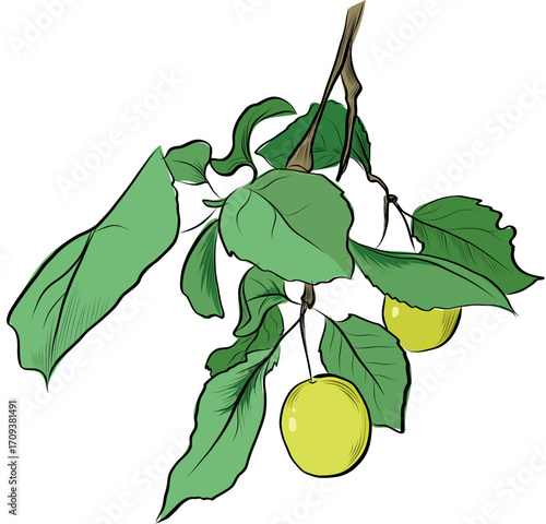 Hand drawn branch of yellow cherry plum with green leaves vector illustration