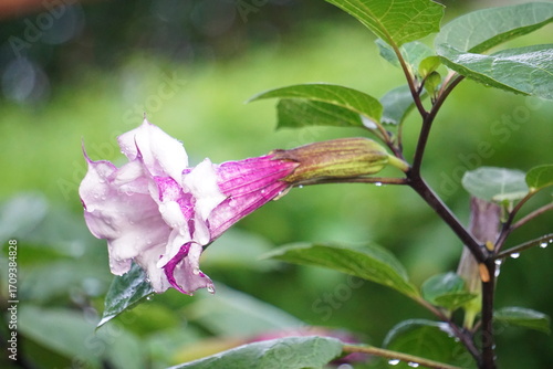 Datura fastuosa L. Thorn Apple, or Indian solanum, or pink-flowered solanum, is a herbaceous plant in the same family as eggplant. Its flowers bloom in a trumpet-like shape.
