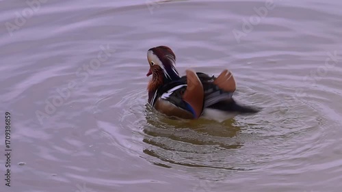 Mandarin duck, Aix galericulata floats on a pond.