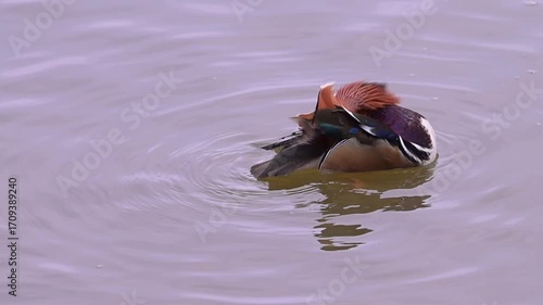 Mandarin duck, Aix galericulata floats on a pond.