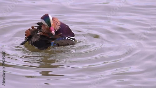 Mandarin duck, Aix galericulata floats on a pond.
