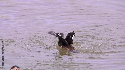 Mandarin duck, Aix galericulata floats on a pond.