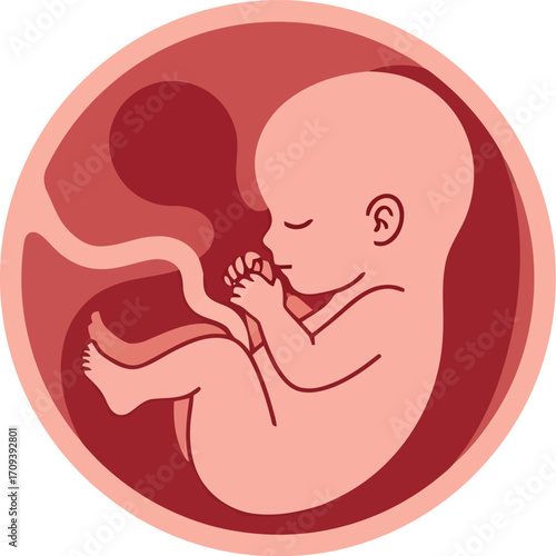 Human fetus developing in uterus illustration medical anatomy science growth concept art vector
