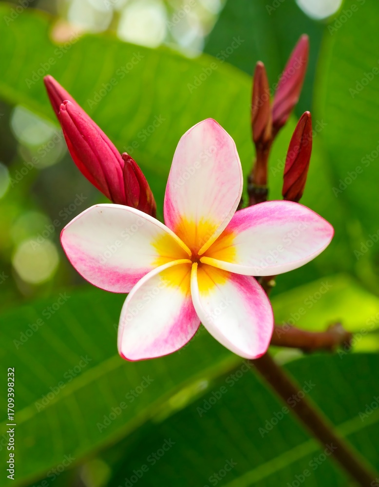 Fototapeta premium Pink and white plumeria flower