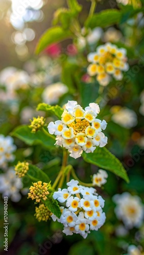 Close-up of clusters of small, white and yellow flowers