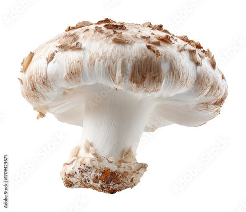 Fresh white mushroom harvesting farm food natural isolated on transparent background