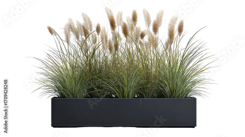 Fluffy grasses in a dark gray planter