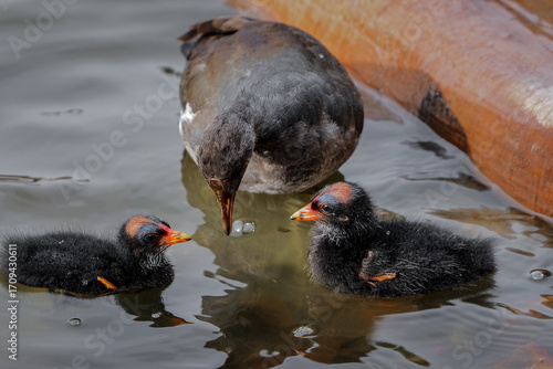 Baby moorhen (Gallinula chloropus) in the lake	