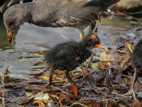 Baby moorhen (Gallinula chloropus) in the lake	