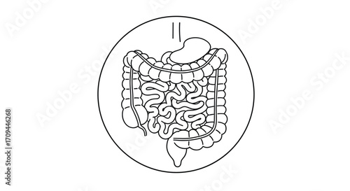Human digestive system illustration showing the intestines and stomach in detail.