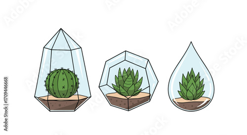 Three geometrical glass terrariums containing succulent plants and a cactus.