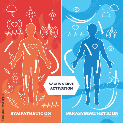 Vagus nerve activation diagram shows human outline, heart, and arrows to illustrate sympathetic vs parasympathetic response. Outline diagram