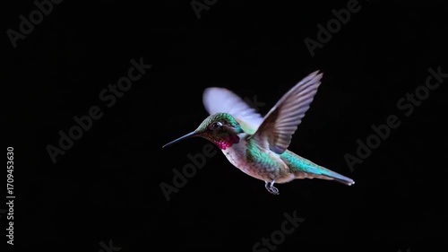 Vibrant hummingbird in mid-flight against dark backdrop