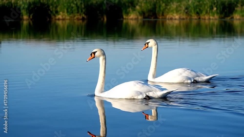 Graceful swans glide on tranquil blue water, reflections shimmering in serene natural beauty