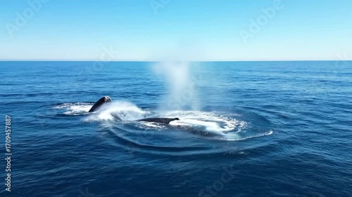 Majestic whale breaches ocean surface creating dynamic water spray under clear blue sky