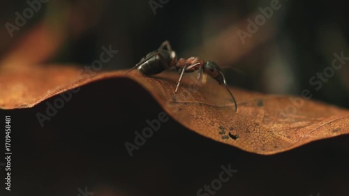 ant walking along edge of leaf in autumn (close up)