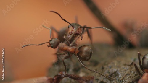 Wallpaper Mural interaction of red wood ants of different size Torontodigital.ca