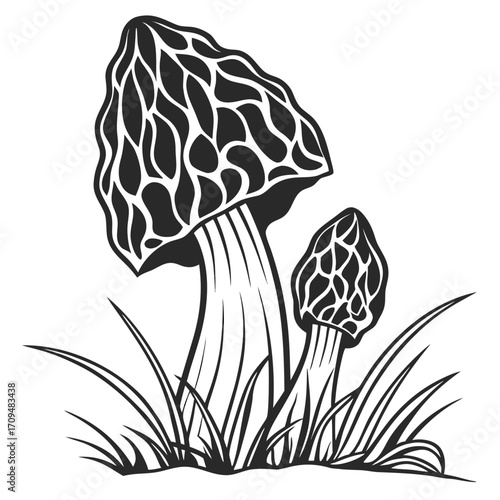 Two morel mushrooms in grass silhouette isolated on white background