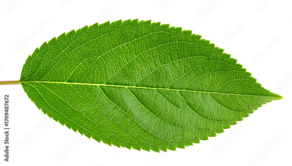 Obraz premium Close-up of a vibrant green leaf (2)