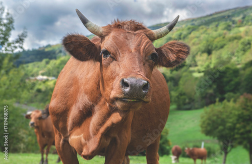 brown  cow - a tarine- with horns looking  at camera in french alpine pasture...