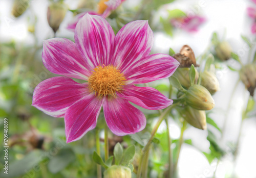 closeup on beautiful dahlia flower with vibrant pink petals and yellow pistil...