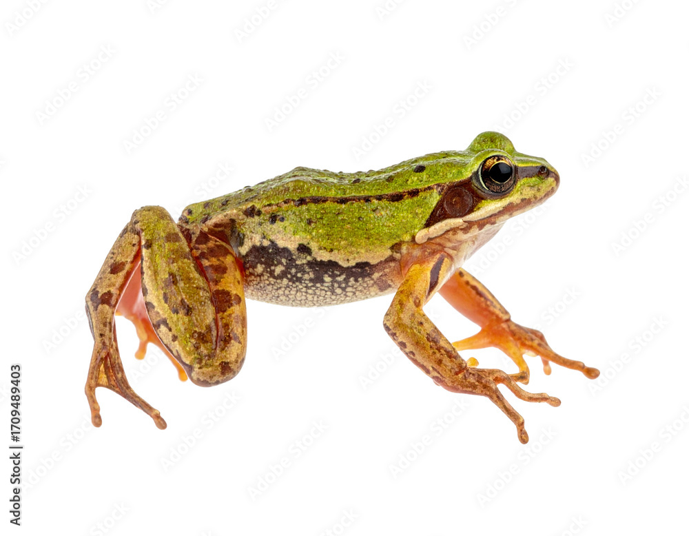 Obraz premium a high quality stock photograph of a single jumping happy frog isolated on a white ba