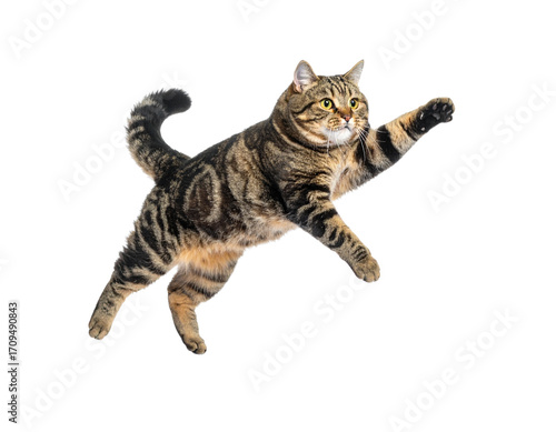 a quality stock photograph of a single fat happy cat jumping in the air isolated on a
