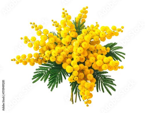 A vibrant bouquet of mimosa flowers in bright yellow, perfect for adding a touch of n