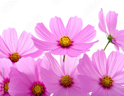 Untitled design - PNG Vibrant pink cosmos flowers arrangement (4)