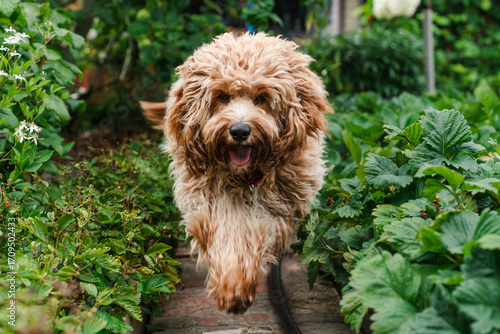 Beautiful brown curly-haired goldendoodle or labradoodle dog in the garden in summer