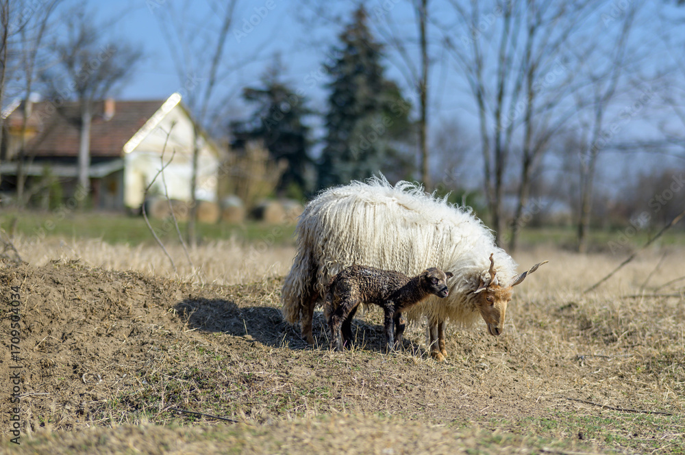 Obraz premium Racka mother sheep with her lamb