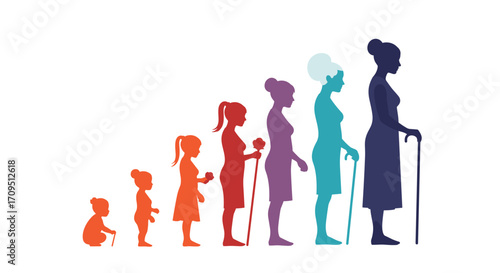 The distinct stages of female human development and aging over time.