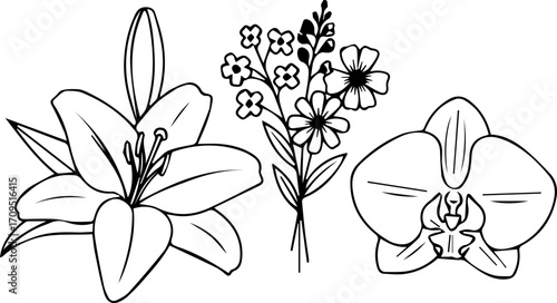 Elegant line art floral collection featuring lilies orchids and delicate wildflowers for artistic projects