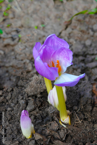 Blooming evergreen (Latin. Colchicum) is a perennial herb