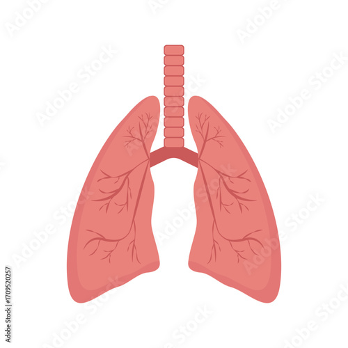 The image depicts a simplified anatomical illustration of human lungs highlighting their basic structure.