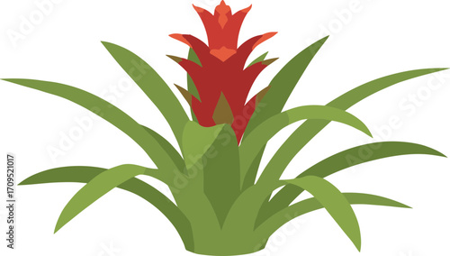 Simple Flat Illustration of a Blooming Bromeliad Plant for Home Decor
