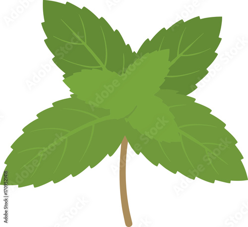 Simple Flat Style Mint Leaf Illustration Isolated on White Background
