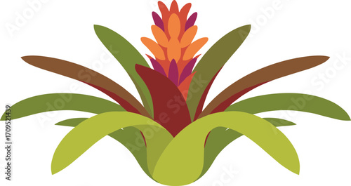 Simple Flat Design Bromeliad Flower with Colorful Leaves and Spikes Illustration