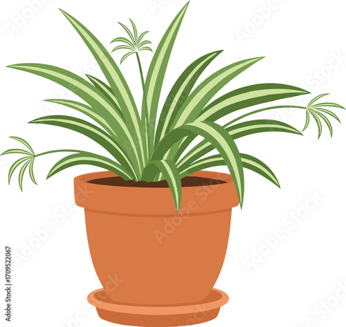 Simple Flat Style Spider Plant In Terracotta Pot Illustration