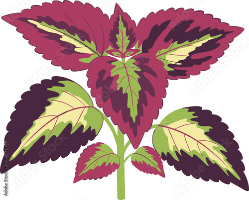 Colorful Flat Coleus Plant Isolated Illustration with Ornamental Leaves and Stem