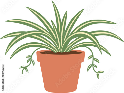 Flat Design Spider Plant in Pot Indoor Decorative Houseplant Illustration