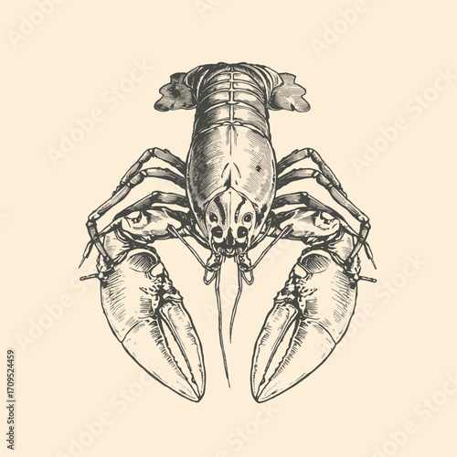 Monochrome crayfish drawing with large claws, suitable for seafood restaurant menus, educational materials, and marine life designs.