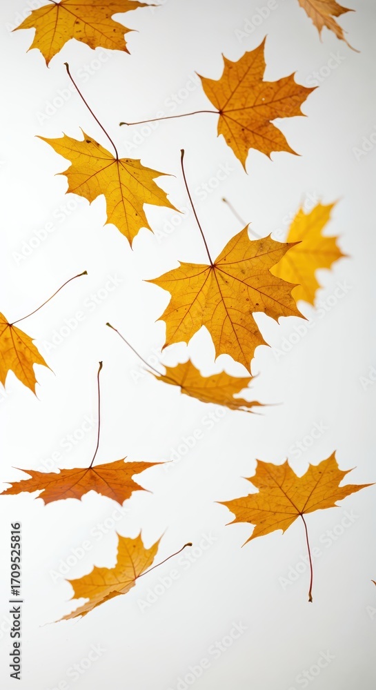 Fototapeta premium Golden Autumn Leaves: A collection of vibrant, golden maple leaves gently floating and falling. a sense of nostalgia, capturing the season's exquisite beauty and serene moment.