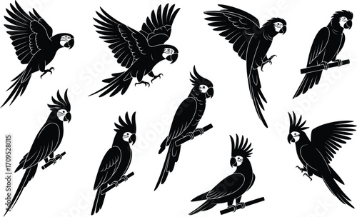 Collection of black silhouette parrots on white background